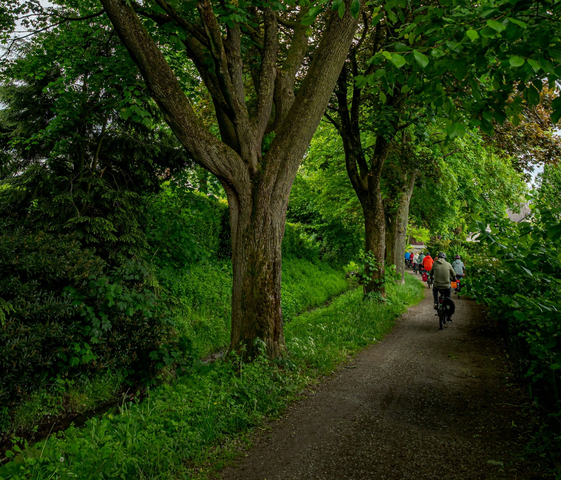 Bomen naast een fietspad met een groep fietsers op de rug