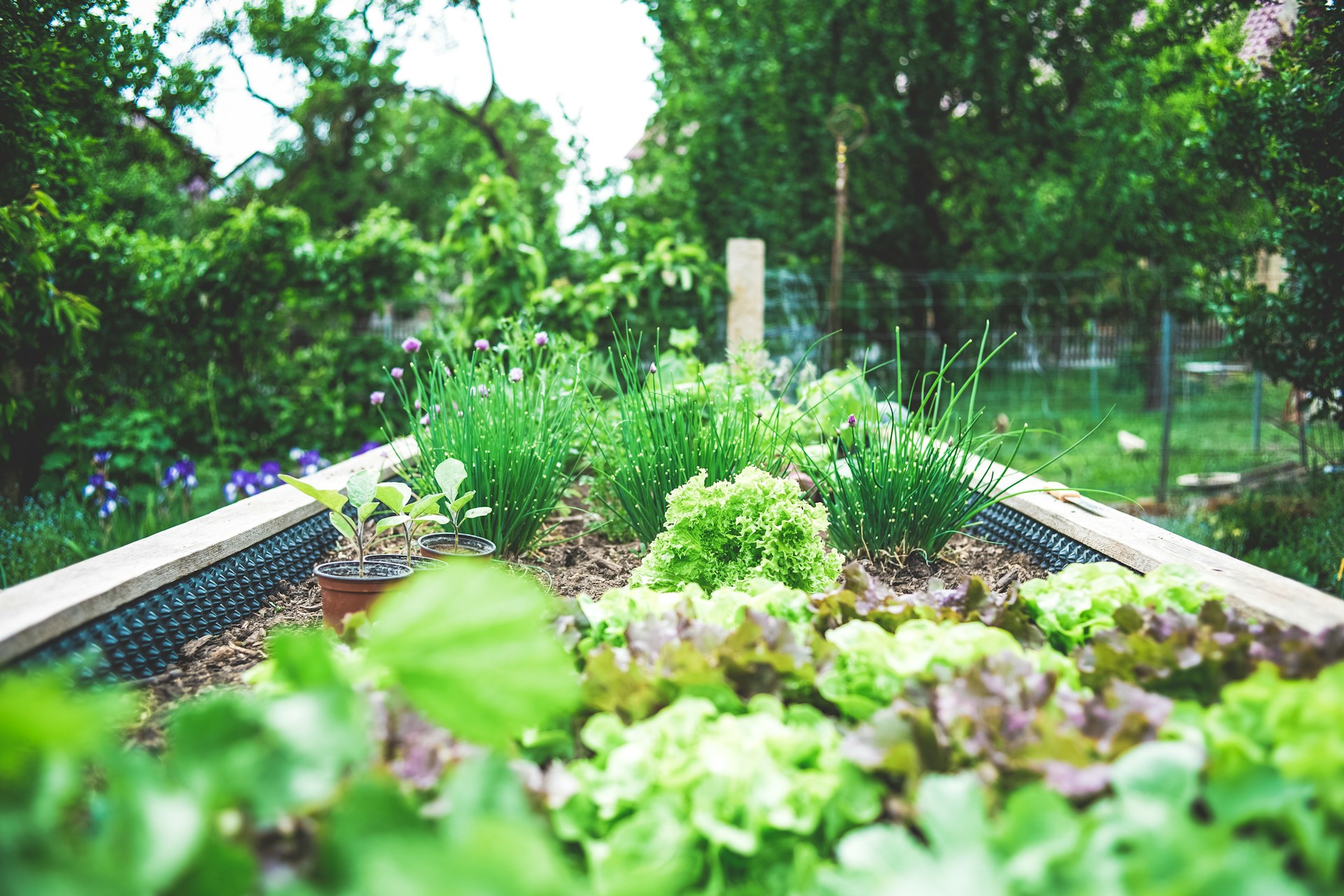 houten plantenbak met verschillende groenten- en kruidenplantjes