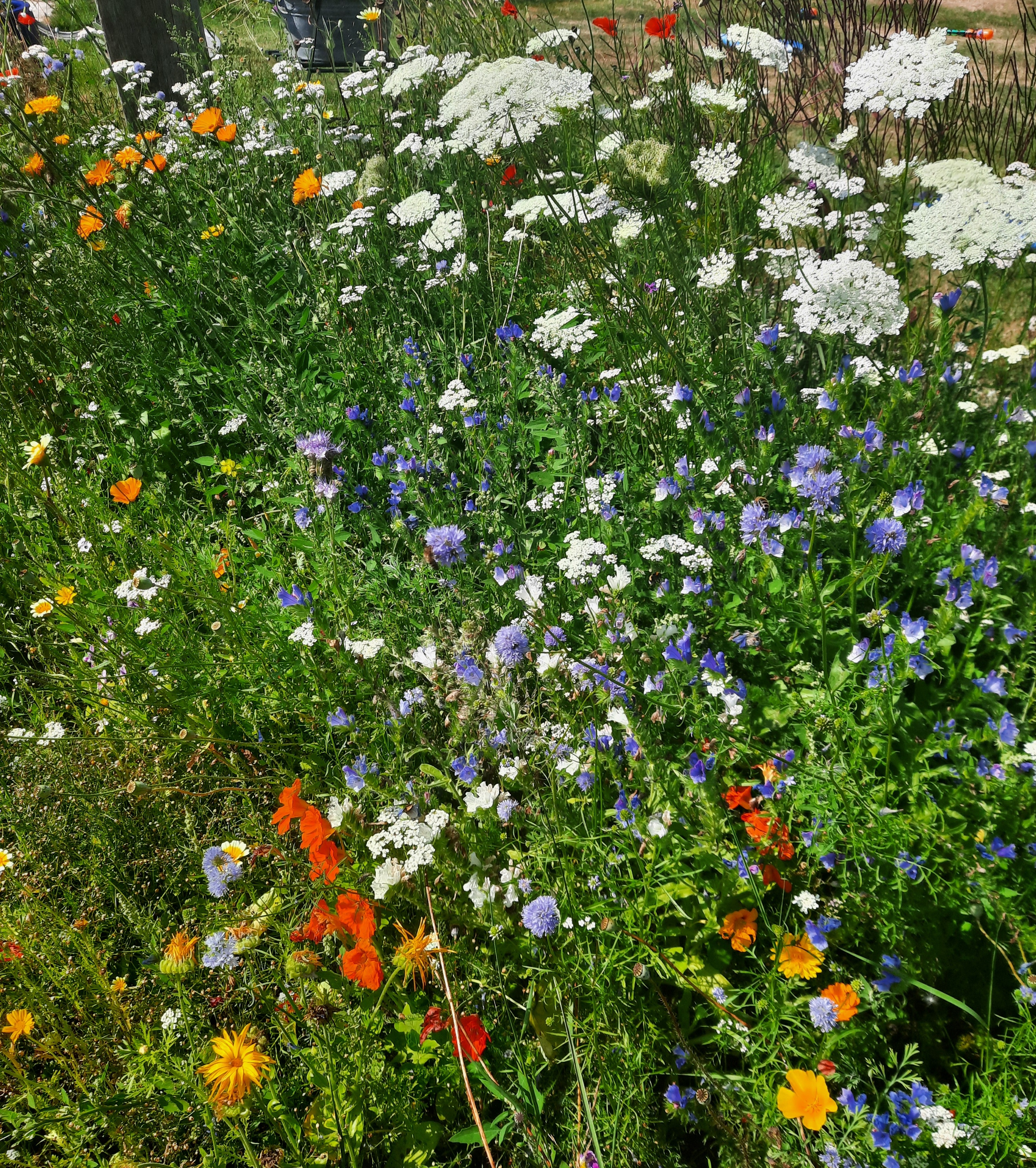 Tuin met wilde bloemen