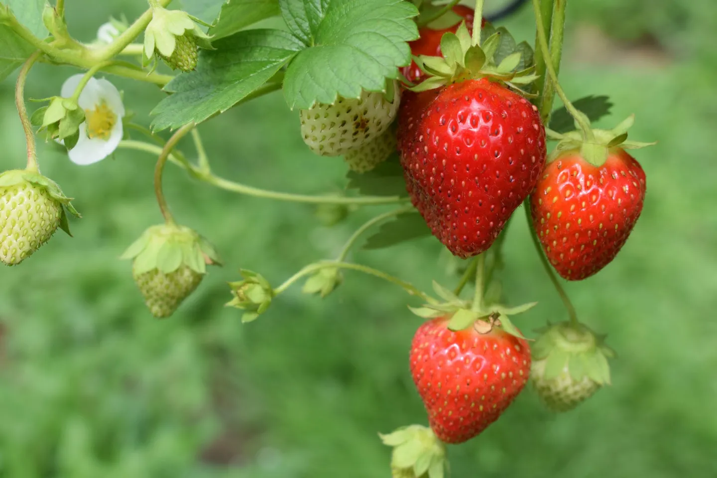 3 rijpe aardbeien aan een plant