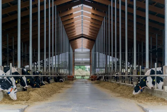Binnenkant van een grote koeienstal met in het midden een breed pad en aan weerszijden koeien