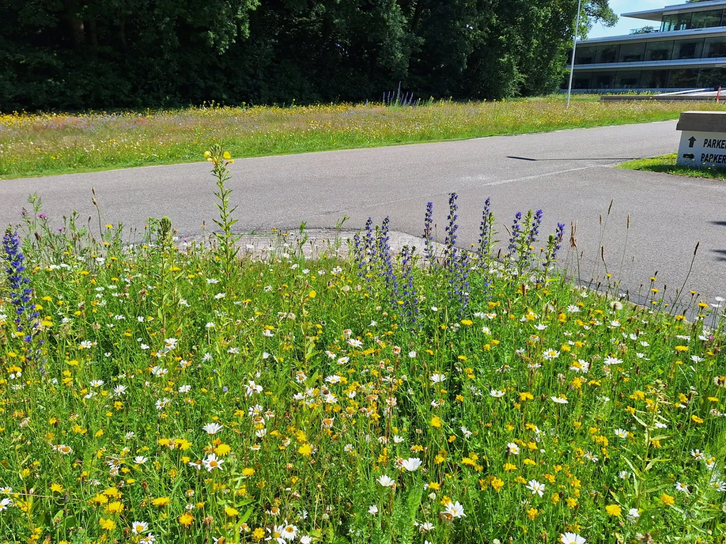 Berm met kruiden en bloemen langs oprijlaan gemeentehuis Vries