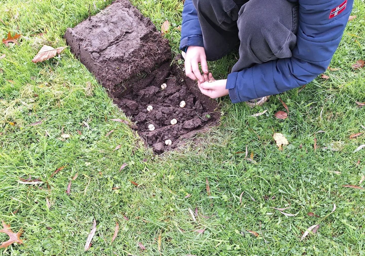 Opening in grasveld met daarin 6 bloembolletjes