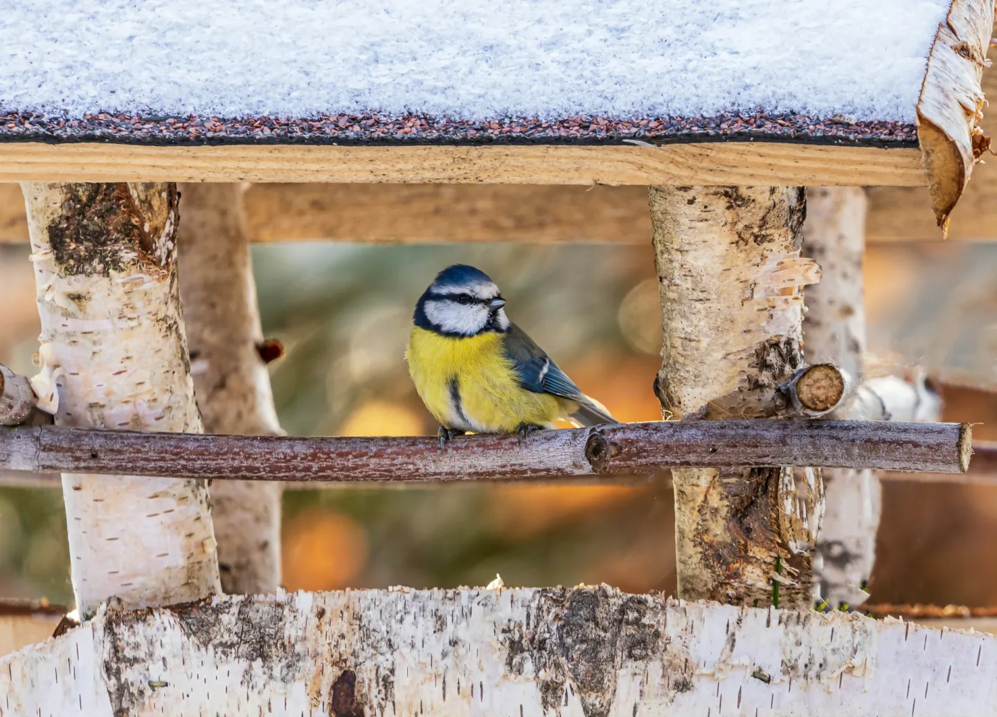 Pimpelmees in vogelhuisje
