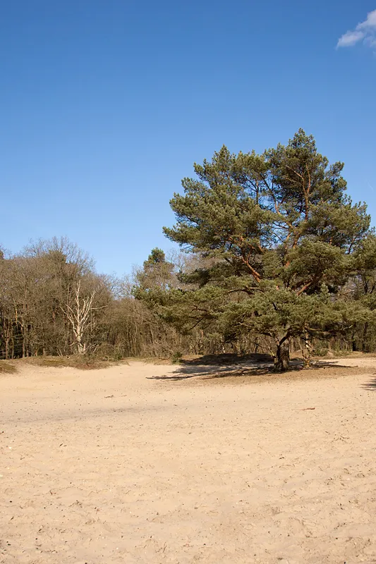 Zandvlakte in Zeegse met verschillende bomen op de achtergrond